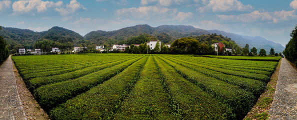 【義烏人在岳西】&ldquo;義烏茶人&rdquo;金偉東助力振興岳西姚河茶業(yè)側(cè)記