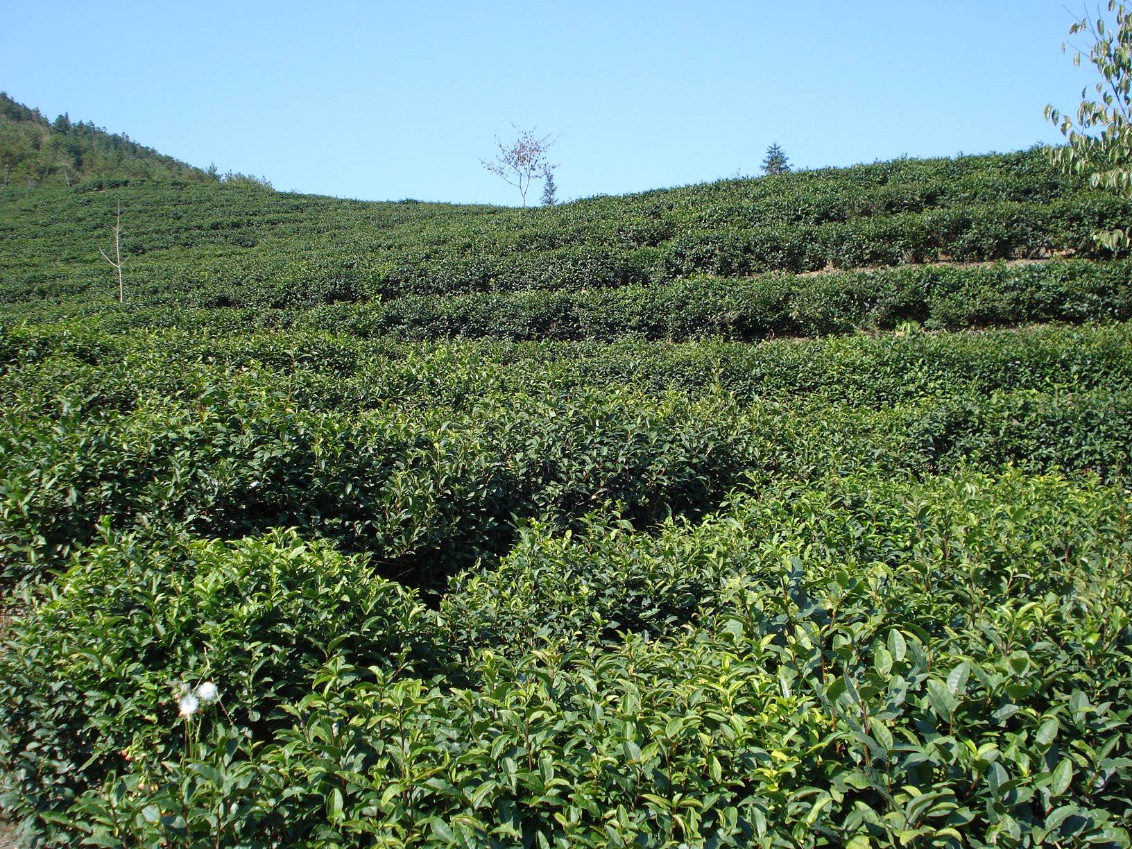 綠月茶業:品茶養生,享受愜意生活_抹茶_膳食_茶葉