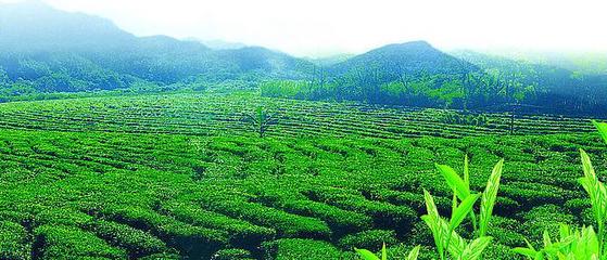 海鑫堂茶業(yè)