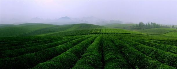 一片茶葉筑夢(mèng)小康--湄潭縣榮獲2018中國(guó)茶業(yè)品牌影響力全國(guó)十強(qiáng)縣(市)