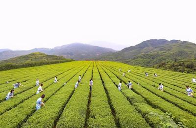 八馬茶業(yè)：致力成為國(guó)貨精品的茶業(yè)代言者