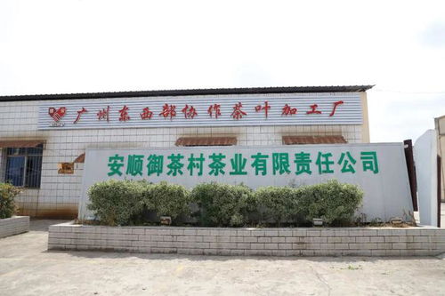 安順市高質(zhì)量推進東西部協(xié)作助力鄉(xiāng)村振興，茶業(yè)蓬勃發(fā)展